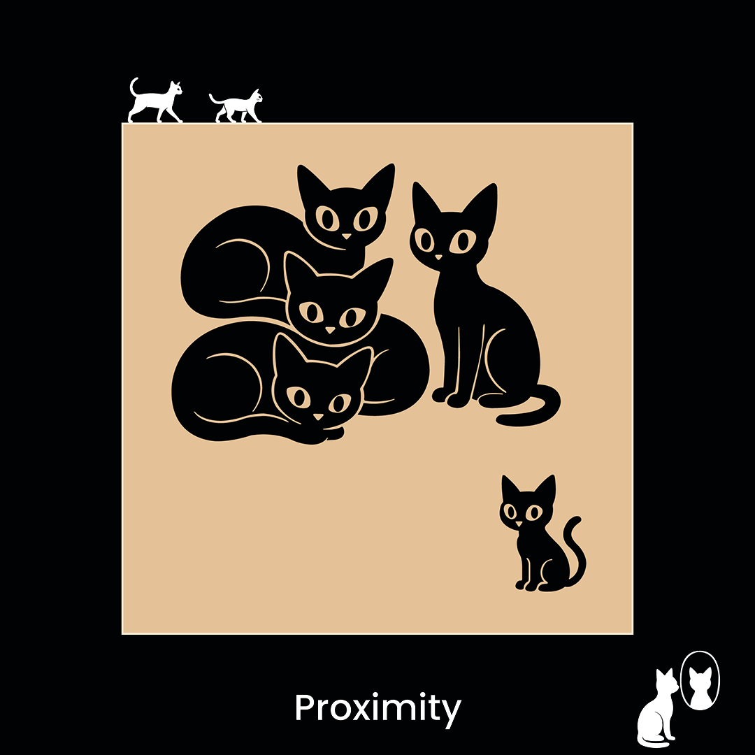Proximity — Gestalt principle illustrated by cats